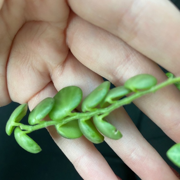 String of Turtle cuttings $15 for 3 - Picture 5 of 7